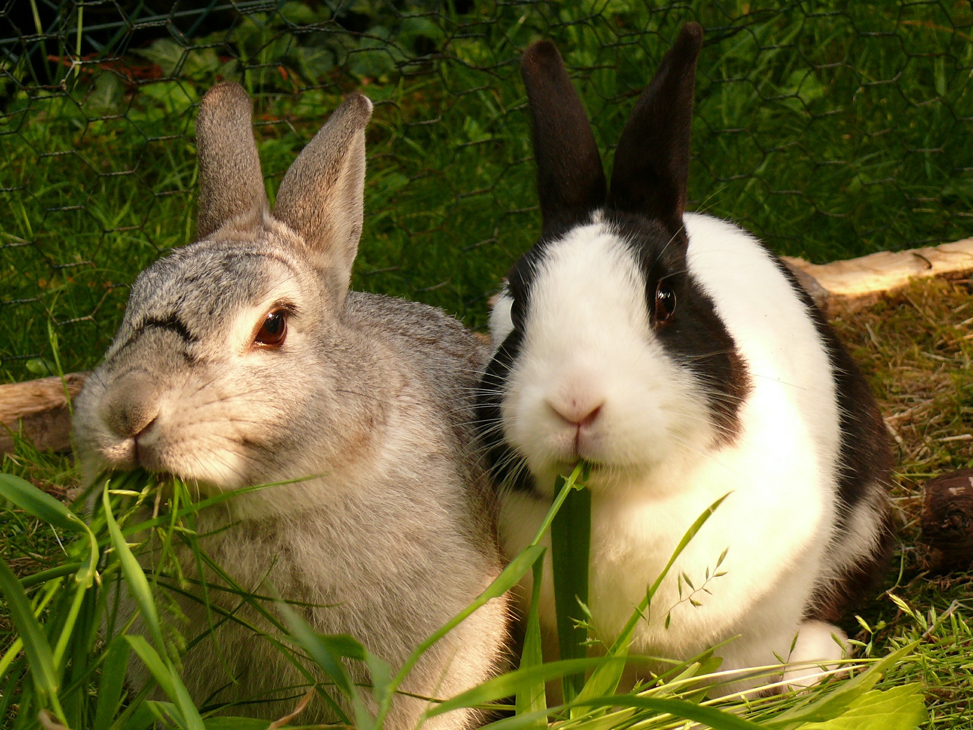 Going down the rabbit hole? New publication on dental pathologies in ...